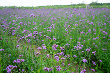 Verbena also known as vervain or verveine  is an herbaceous flowering plant. Purple flower field.