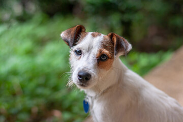 Jack Russell breed dog looks up directly into camera with blurred grass on background. Mouth is closed. Shallow depth of field. Horizontal.