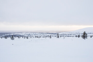Naklejka premium Winter landscape in Pallas Yllastunturi National Park, Lapland, Finland