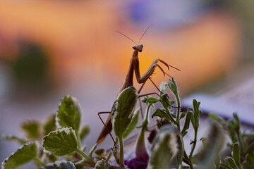 Portrait shot of a praying mantis on leaves
