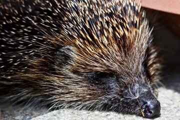 Closeup of wild hedgehog