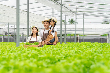 Asian family father, mother and daughter picking vegetables. Happy inspecting your own hydroponic vegetable garden.	