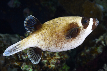 Masked pufferfish, Arothron diadematus. Red Sea coral fish. Colorful coral reefs. Egypt © osman
