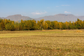 Autumn colour of poplar trees in agriculture field with blue sky background