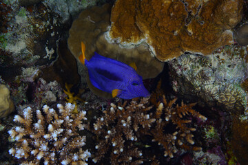 Fototapeta na wymiar Zebrasoma xanthurum. Red Sea reef fish. Blue sailfin Tang in the blue waters of the Red Sea.