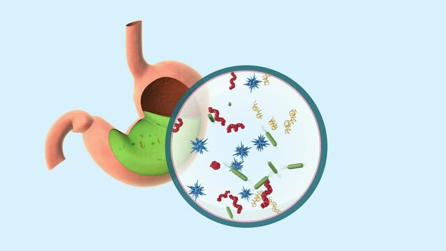 Germs In Stomach Cause To Stomachache And Food Poisoning