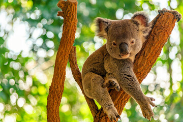 koala on top of a tree at the zoo in australia