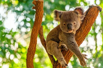 Fotobehang koala on top of a tree at the zoo in australia © Daniel