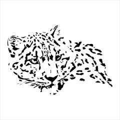 leopard head isolated white background  vector illustration