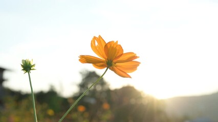4k orange flower on blue sky