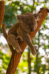 koala on top of a tree at the zoo in australia