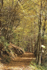 Wald Natur Herbst Bäume