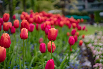 Flower Garden, Canada