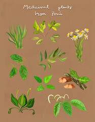 Fototapeta na wymiar medicinal plants from peru illustration
