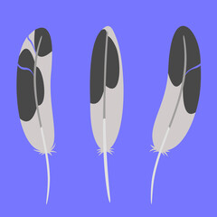 Set of seagull feathers in flat style. Beautiful design elements.
