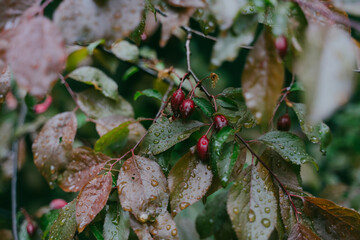 Red berries on a bush. Dogwood in raindrops. Red dogwood berries on a tree in raindrops. Berries of Viva Magenta - Color of the Year 2023 concept.