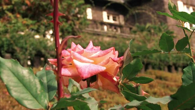 旧古河庭園　ピンクのバラのクローズアップと洋館


公園森自然木葉季節植物の黄色色季節の森上機嫌の植物の花赤庭光景色輝く背景コピースペース本物の太陽夕暮れ夕焼け夕焼けクローズアップ植物レトロもや輝く風景古い当惑建築特別観覧席競馬曲馬場タワー荒れ果てたつた観光目印記念建造物歴史的に重要な目印建築学の時計台