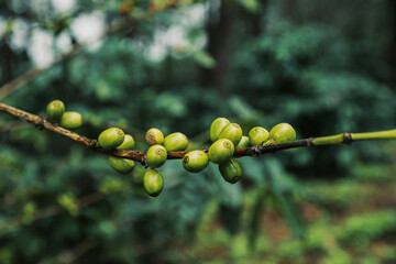 green coffee beans on the tree organic farming concept.