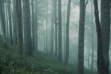 pine forest in the rainy season with dense fog background for stories about nature.