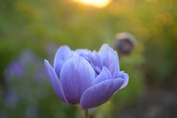 Anemone blue flower