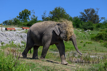 Naklejka premium An Asian elephant with hay on its head and its muzzle runs through the grass.