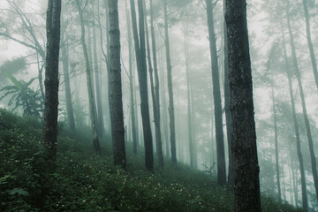 pine forest in the rainy season with dense fog background for stories about nature.