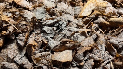 ants in the forest