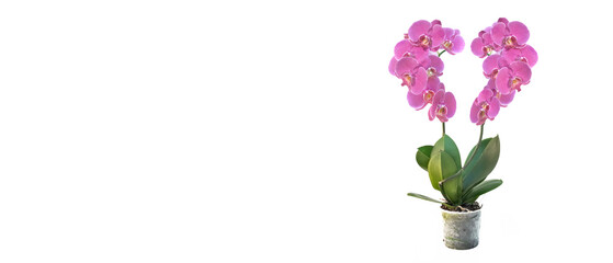heart-shaped with pink flowers of orchid in flower pot isolated on white background