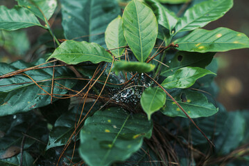 Green spring plants with dew drops and cobwebs. nature background.