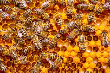 Beautiful honeycomb with bees close-up. A swarm of bees crawls through the combs collecting honey....