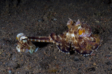 Extremely rare photo of mating of Coconut Octopuses - Coconut Octopus - Amphioctopus marginatus at night. Underwater world of Tulamben, Bali, Indonesia. 