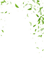 Green Foliage Herbal Vector White Background