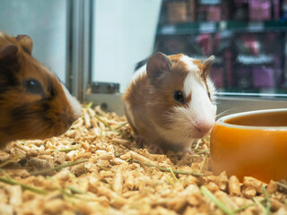Guinea pigs in the cage.