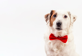 Portrait of a white dog with a red butterfly. The photo can be used for flyers, calendars, banners.There is room for text .