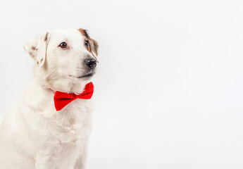 White dog with a red butterfly sitting on a white background.Photo can be used for flyers, calendars, banners.