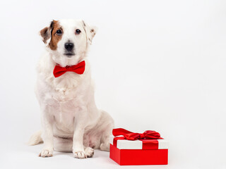 A white dog with a red butterfly sits on a white background with a gift . Can be used for different holidays, New Year, Valentine's Day.