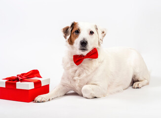 White dog with a red butterfly lies on a white background with a gift. Can be used for different holidays, New Year, Valentine's Day .