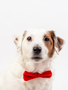 Portrait of a white dog with a red butterfly .The photo can be used for flyers, calendars, banners.
