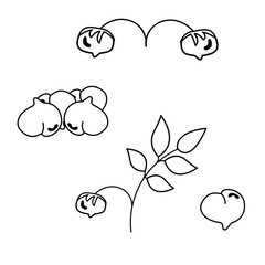 A set of different soybeans outline. The world of legumes.