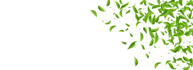 Obraz premium Mint Leaf Transparent Vector Panoramic White