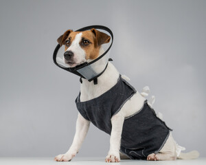 Unhappy dog jack russell terrier in a blanket and a cone collar after surgery. 
