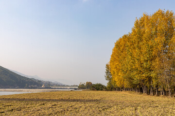 Autumn golden foliage in swat valley of Pakistan