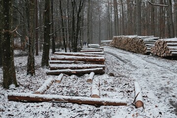 Cut tree trunks lie on the edge of the road in forest in winter scenery