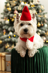 Cute West Highland White Terrier in a red Santa hat and a red scarf lies on a green ottoman with a Christmas tree in the background