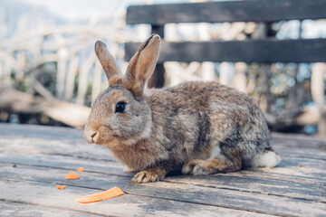 Cute funny domestic rabbit eating carrot. Farm life. 