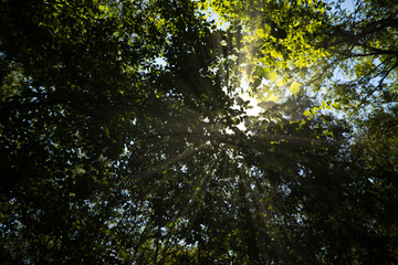 rays of sunlight entering between the branches of some trees in the forest.