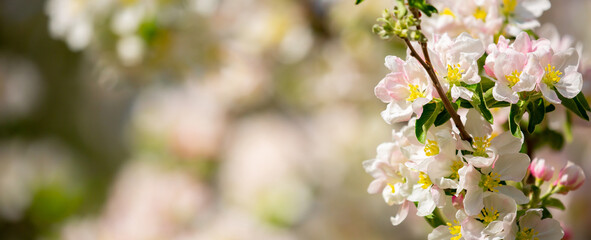 Obraz premium White flowers bloom in the trees. Spring landscape with blooming sakura tree. Beautiful blooming garden on a sunny day. Copy space for text.