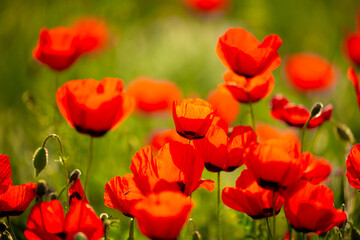 Obraz premium Spring, field of poppy flowers. The concept of the freshness of the morning nature. Spring landscape of red wildflowers. Beautiful landscape, pnorama long banner.