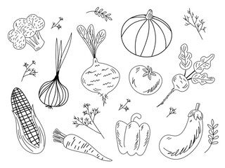 Set of vegetables. Fresh food. Beets, radishes, carrots, onions, garlic, potatoes line drawn on a white background. Vector illustration. EPS