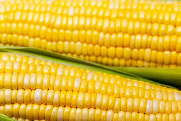 Sweet corn is a plant that is high in nutrients, high in fiber.